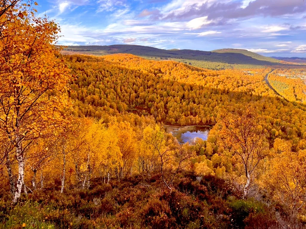 Autumn woodland and lochans in Craigellachie National Nature Reserve