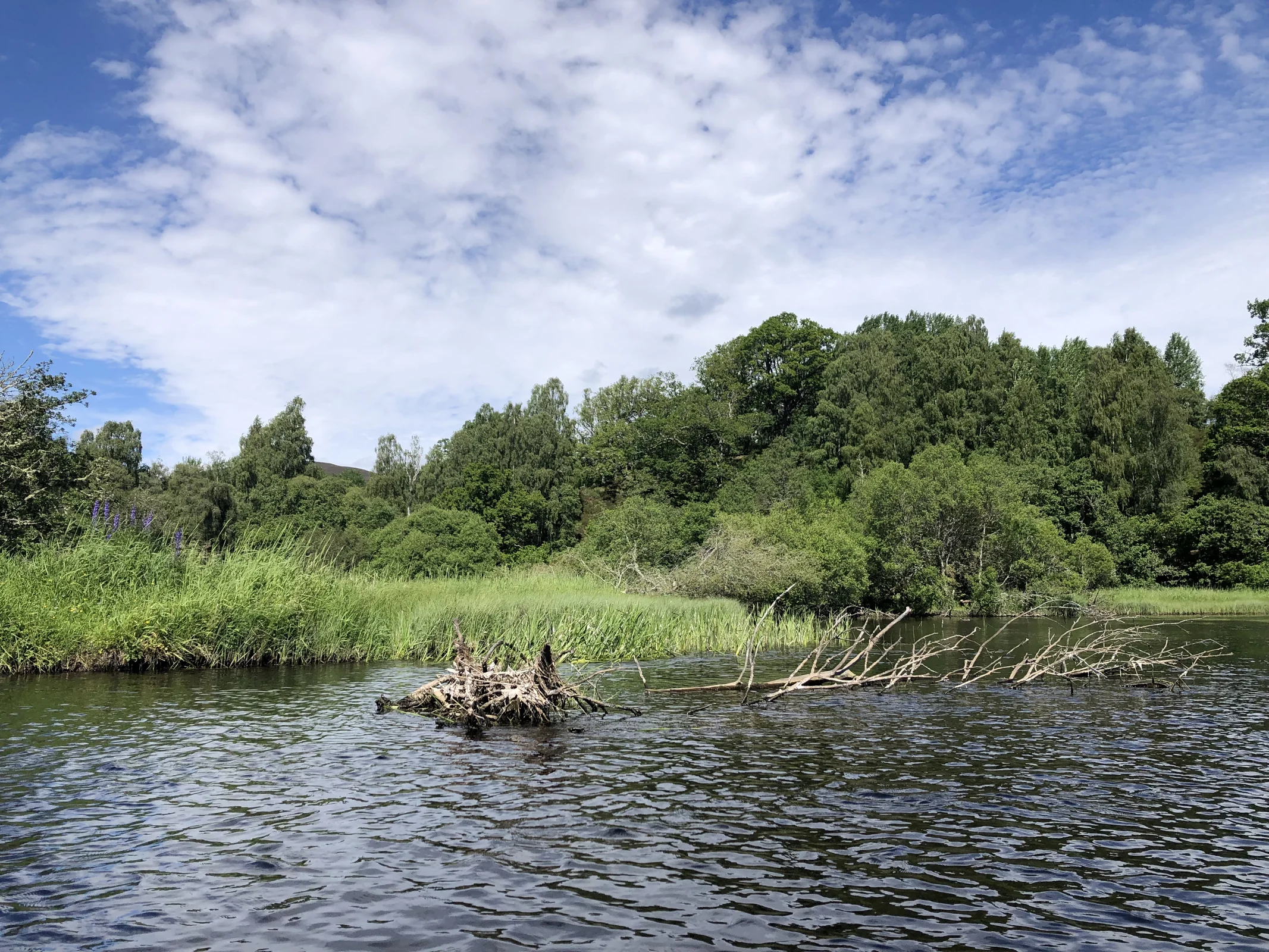 The River Spey beside Kincraig