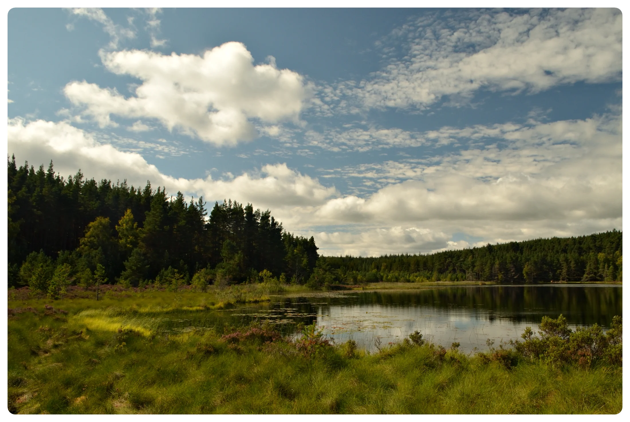 A forest lochan at Uath Lochans in Inshriach Forest