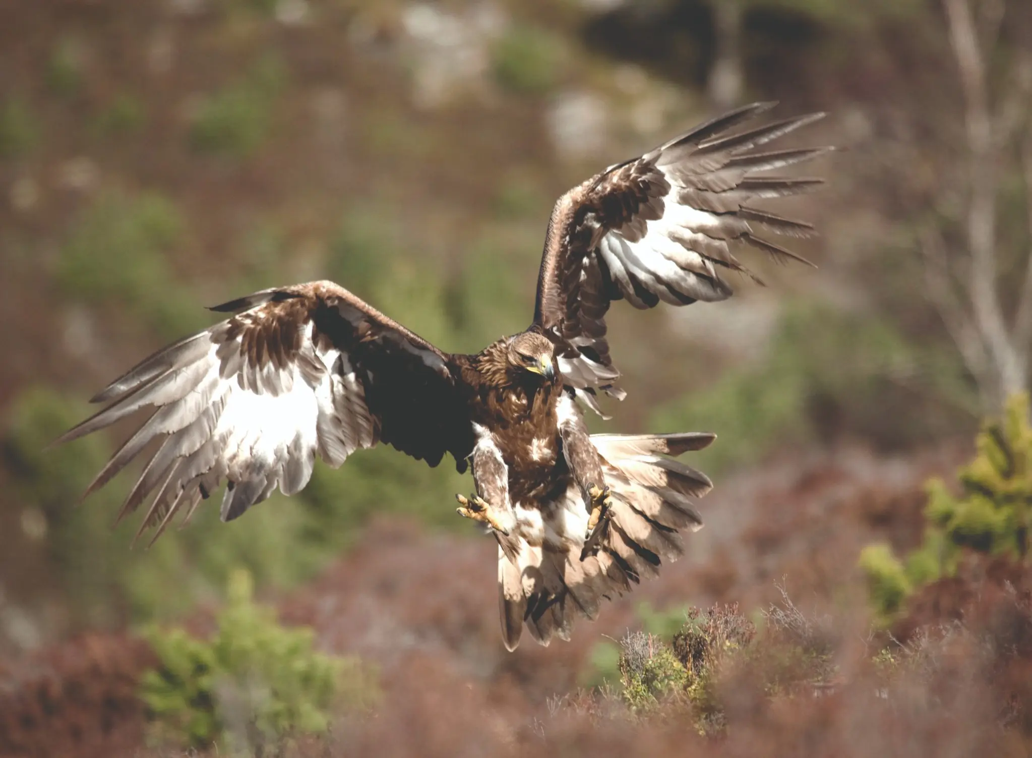 A golden eagle in flight in the Scottish Highlands